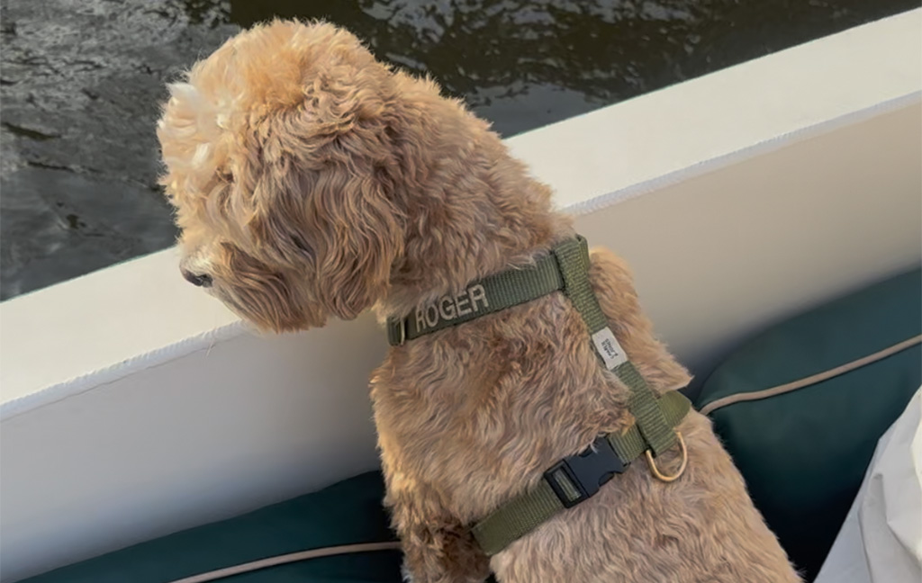 activiteit met hond in amsterdam