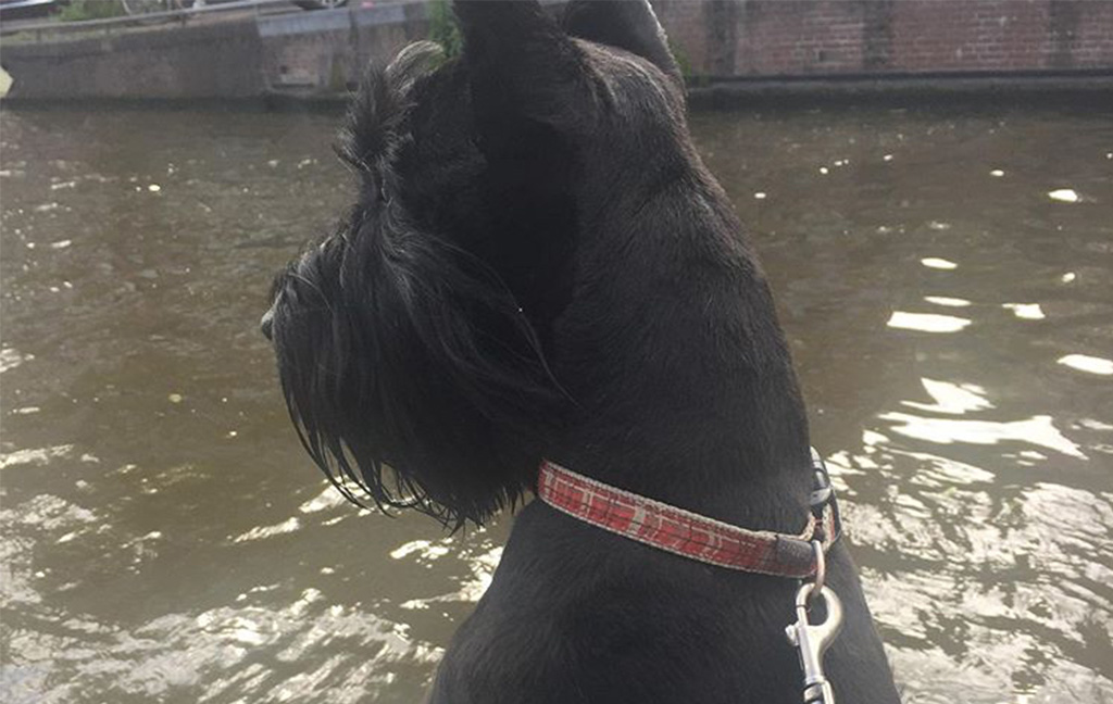 hond varen amsterdam